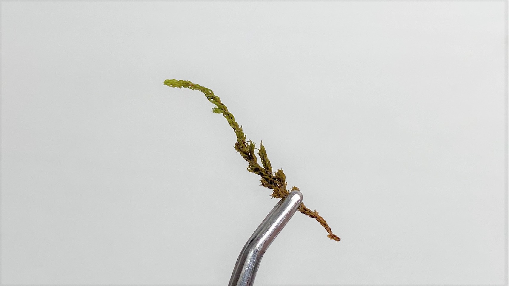 テラリウムに使う植物『苔｜スナゴケ』